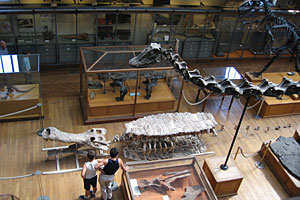 Galerie de paléontologie